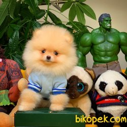 SCR Sertifikalı ShowClass Pomeranian Boo Yavru 1