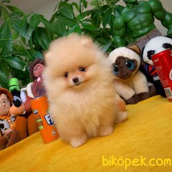 SCR Sertifikalı ShowClass Pomeranian Boo Yavru 3