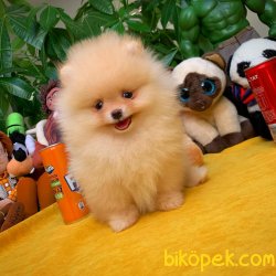 SCR Sertifikalı ShowClass Pomeranian Boo Yavru 2