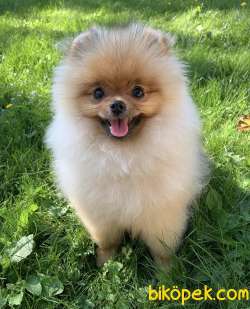SCRLİ Aşılı Eğitimli TEDDY BEAR 6 Aylık POMERANİAN BOO 1
