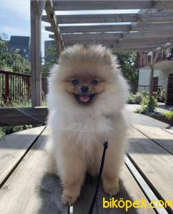 SCRLİ Aşılı Eğitimli TEDDY BEAR 6 Aylık POMERANİAN BOO 2