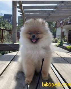 SCRLİ Aşılı Eğitimli TEDDY BEAR 6 Aylık POMERANİAN BOO 3