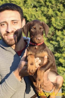 Scrli Doberman Yavru 2