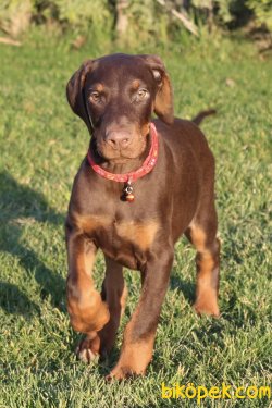 Scrli Doberman Yavru 1
