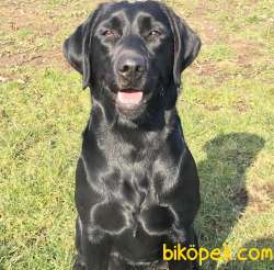 SCRLİ ERKEK LABRADORUMUZ 3