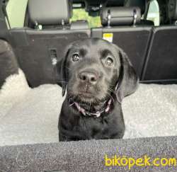 SCRLİ ERKEK LABRADORUMUZ 1