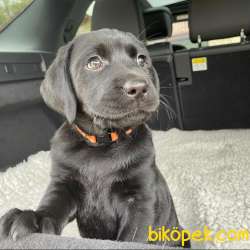 SCRLİ ERKEK LABRADORUMUZ 2