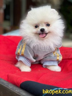 SCRLI ORJINAL TEDDY BEAR POMERANIAN BOO 2