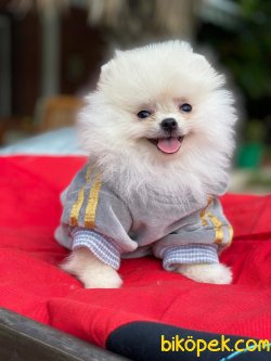 SCRLI ORJINAL TEDDY BEAR POMERANIAN BOO 3