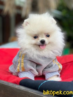 SCRLI ORJINAL TEDDY BEAR POMERANIAN BOO 1
