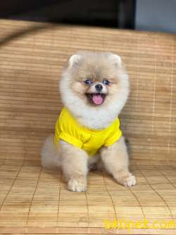 SCRLİ Teacup Aşılı Eğitimli 6 Aylık Teddy Face POMERANİAN BOO 2