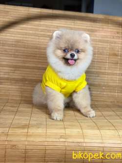 SCRLİ Teacup Aşılı Eğitimli 6 Aylık Teddy Face POMERANİAN BOO 3