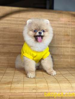 SCRLİ Teacup Aşılı Eğitimli 6 Aylık Teddy Face POMERANİAN BOO 5