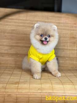 SCRLİ Teacup Aşılı Eğitimli 6 Aylık Teddy Face POMERANİAN BOO 4