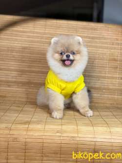SCRLİ Teacup Aşılı Eğitimli 6 Aylık Teddy Face POMERANİAN BOO 1