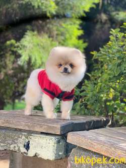 Scrli Teacup Dişi 7,5 Aylık Pomeranian Boo 1