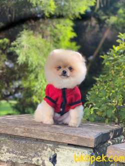 Scrli Teacup Dişi 7,5 Aylık Pomeranian Boo 2