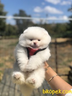 SCRLI TEDDY FACE POMERANIAN BOO 1