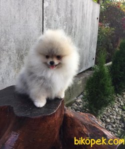 SCRLI WC EGITIMLI POMERANIAN BOO YAVRULARIMIZ 3