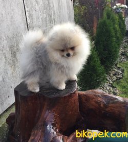SCRLI WC EGITIMLI POMERANIAN BOO YAVRULARIMIZ 1