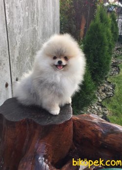 SCRLI WC EGITIMLI POMERANIAN BOO YAVRULARIMIZ 2
