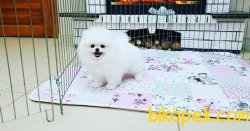 SCRLI WC EGITIMLI POMERANIAN YAVRULAR 1