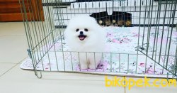 SCRLI WC EGITIMLI POMERANIAN YAVRULAR 3