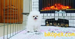 SCRLI WC EGITIMLI POMERANIAN YAVRULAR 2