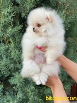 SCRLI YETISKIN POMERANIAN 3