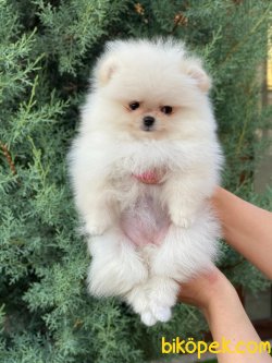 SCRLI YETISKIN POMERANIAN 4