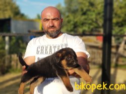 SECERELİ ALMAN ÇOBAN KÖPEĞİ YAVRU 4