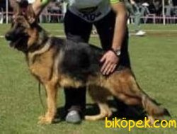 SECERELİ ALMAN ÇOBAN KÖPEĞİ YAVRULAR 1