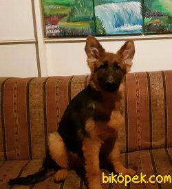 SECERELİ ALMAN ÇOBAN KÖPEĞİ YAVRULAR 4