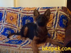 SECERELİ ALMAN ÇOBAN KÖPEĞİ YAVRULAR 5