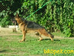 SECERELİ ALMAN ÇOBAN KÖPEĞİ YAVRULAR 2