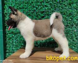 Secereli Amerikan Akita 2