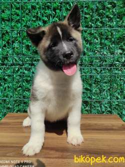 Secereli Amerikan Akita 1