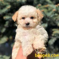 Secereli Anne Babadan Maltipoo  Yavrular 4