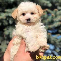 Secereli Anne Babadan Maltipoo  Yavrular 1