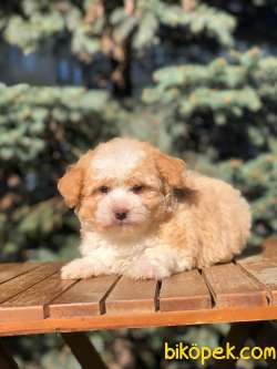 Secereli Anne Babadan Maltipoo  Yavrular 2
