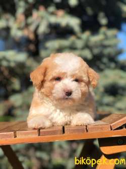 Secereli Anne Babadan Maltipoo  Yavrular 3