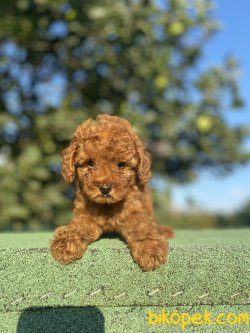 SECERELİ ANNE BABADAN MİNİ BOY POODLE YA RULARIMIZ 2