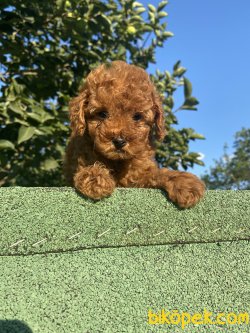 SECERELİ ANNE BABADAN MİNİ BOY POODLE YA RULARIMIZ 3