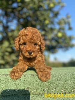 SECERELİ ANNE BABADAN MİNİ BOY POODLE YA RULARIMIZ 1