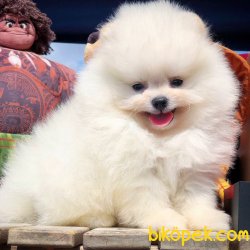 Secereli Anne Babadan Pomeranian Boo Yavrularımız 2