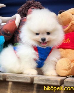 Secereli Anne Babadan Pomeranian Boo Yavrularımız 3