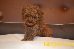 SECERELİ ANNE BABADAN RED TOY POODLE YAVRULARIMIZ 2