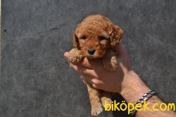 SECERELİ ANNE BABADAN RED TOY POODLE YAVRULARIMIZ 3