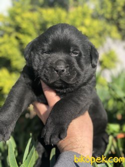 SİYAH LABRADOR YAVRUMUZ 2