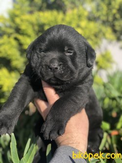 SİYAH LABRADOR YAVRUMUZ 4